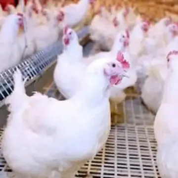 كيلو الفراخ بـ90 جنيها.. أسعار الدواجن بكفر الشيخ يوم الخميس 30 أبريل 2026